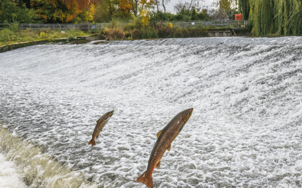 Explore Sprotbrough: Scenic Trails for&nbsp;Everyone