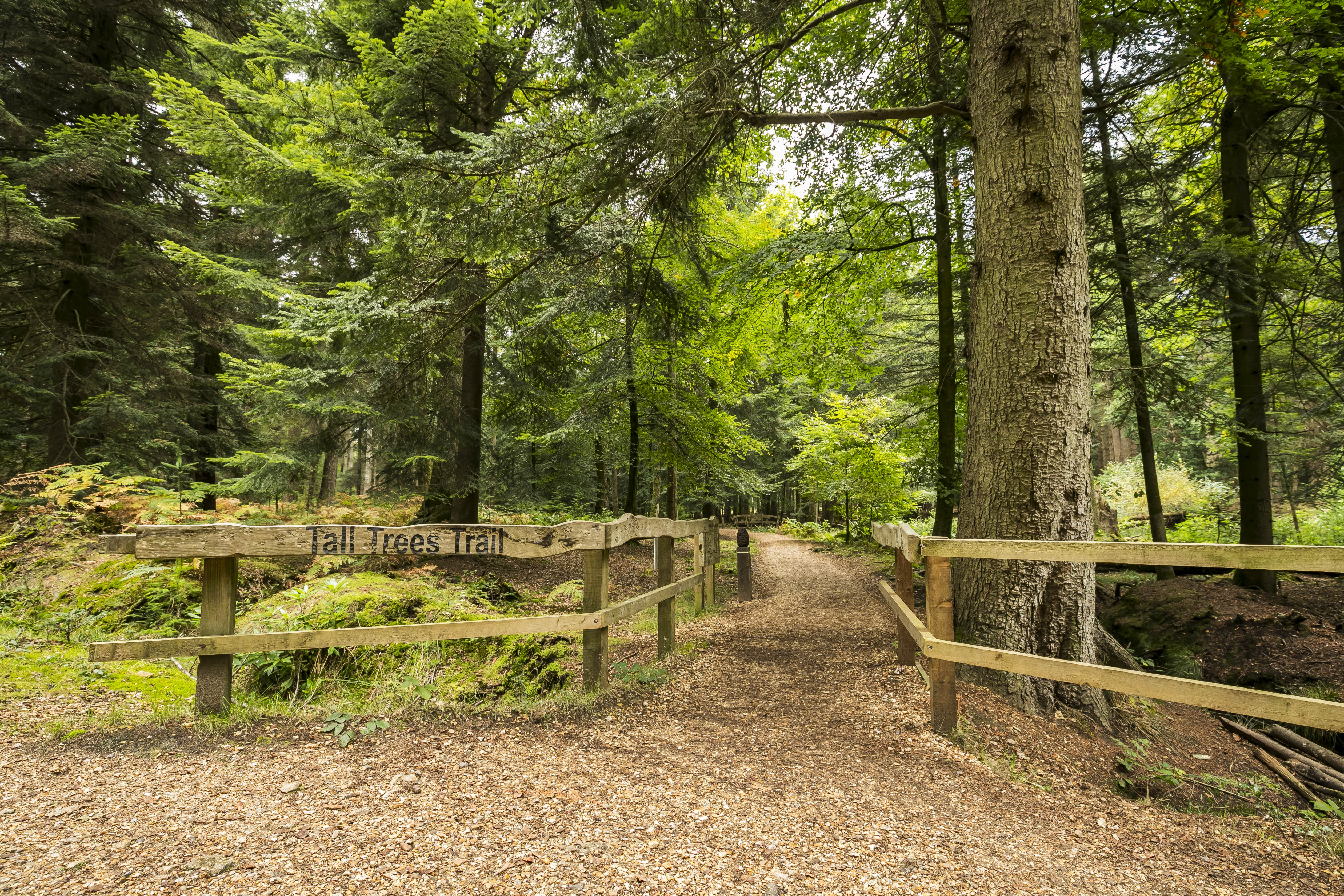 Blackwater Tall Trees Trail