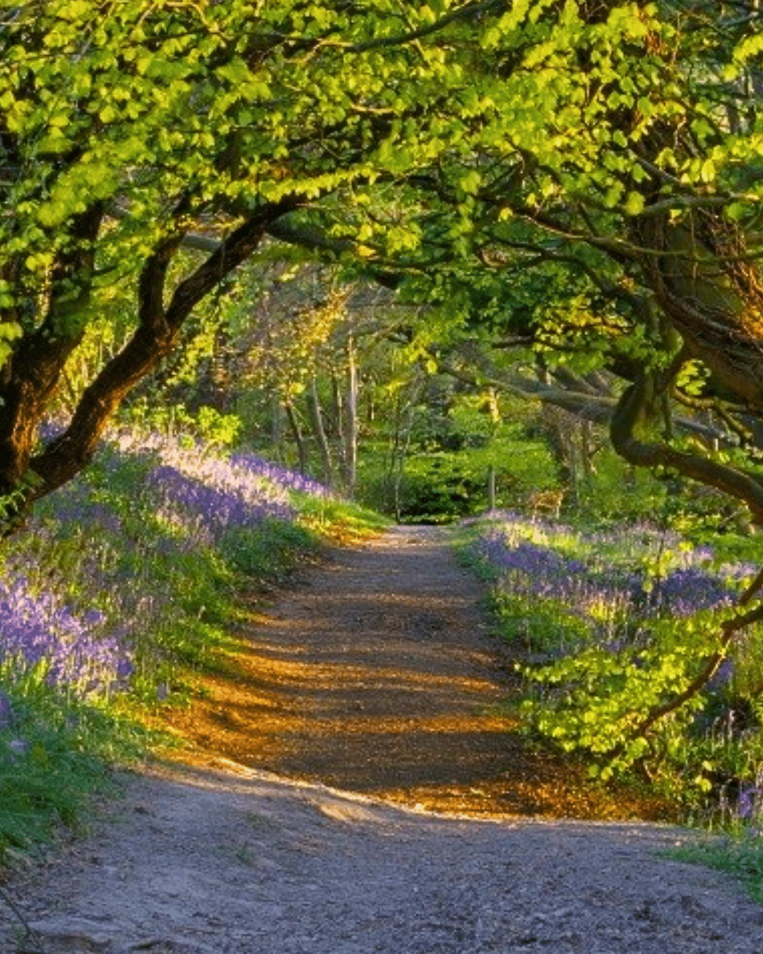 Exploring Redburn Country Park: A Guide for Disabled Visitors